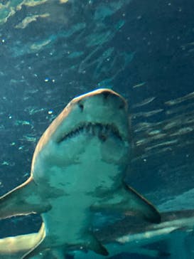 アクアワールド茨城県大洗水族館に投稿された画像（2024/3/12）