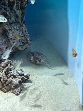 アクアワールド茨城県大洗水族館に投稿された画像（2024/3/12）