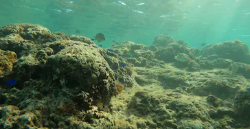 武藤潜水に投稿された画像（2024/3/12）