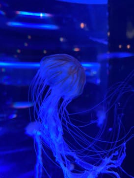 マクセル アクアパーク品川に投稿された画像（2024/3/12）