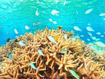 宮古島 ADVENTURE PiPi（ミヤコジマ アドベンチャー ピピ）に投稿された画像（2024/3/12）