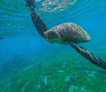 宮古島 ADVENTURE PiPi（ミヤコジマ アドベンチャー ピピ）に投稿された画像（2024/3/12）