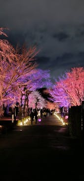 NAKED meets 二条城 2025 観月に投稿された画像（2024/3/12）