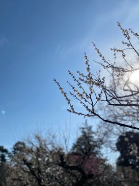 名古屋城に投稿された画像（2024/3/12）