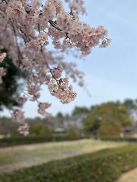 名古屋城に投稿された画像（2024/3/12）