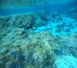 宮古島 ADVENTURE PiPi（ミヤコジマ アドベンチャー ピピ）に投稿された画像（2024/3/12）