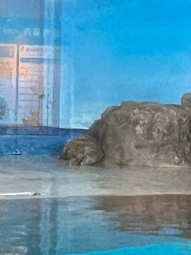 しながわ水族館に投稿された画像（2024/3/12）