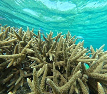 宮古島 ADVENTURE PiPi（ミヤコジマ アドベンチャー ピピ）に投稿された画像（2024/3/12）