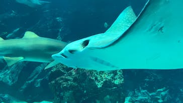 マリンワールド海の中道に投稿された画像（2024/3/12）