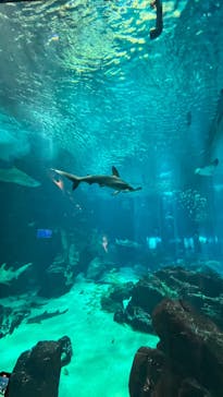 マリンワールド海の中道に投稿された画像（2024/3/12）