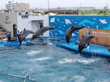 仙台うみの杜水族館に投稿された画像（2024/3/12）