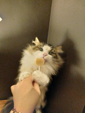 猫カフェモカ　池袋東口店に投稿された画像（2024/3/13）