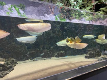 DMMかりゆし水族館に投稿された画像（2024/3/13）