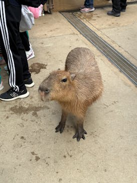 神戸どうぶつ王国に投稿された画像（2024/3/13）