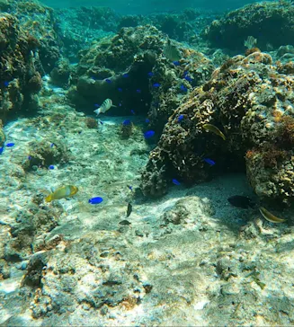 武藤潜水に投稿された画像（2024/3/13）