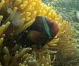 武藤潜水に投稿された画像（2024/3/13）