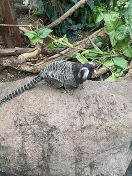 神戸どうぶつ王国に投稿された画像（2024/3/13）