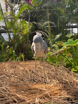 神戸どうぶつ王国に投稿された画像（2024/3/13）