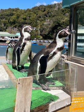 下田海中水族館に投稿された画像（2024/3/13）