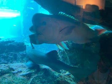 下田海中水族館に投稿された画像（2024/3/13）