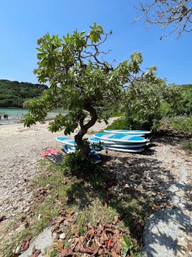 宮古島 ADVENTURE PiPi（ミヤコジマ アドベンチャー ピピ）に投稿された画像（2024/3/13）