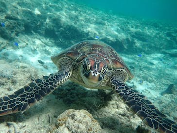 宮古島 ADVENTURE PiPi（ミヤコジマ アドベンチャー ピピ）に投稿された画像（2024/3/13）