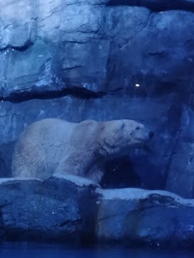 横浜・八景島シーパラダイスに投稿された画像（2024/3/13）