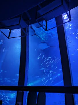 横浜・八景島シーパラダイスに投稿された画像（2024/3/13）