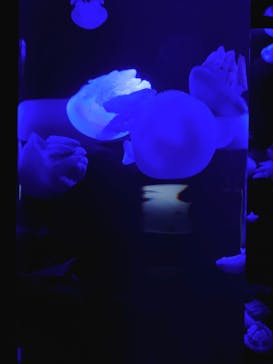 サンシャイン水族館に投稿された画像（2024/3/13）