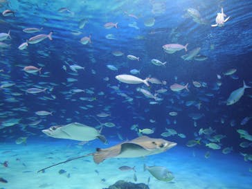 サンシャイン水族館に投稿された画像（2024/3/13）