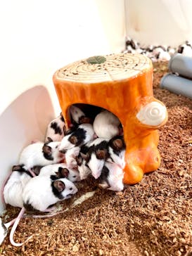 アニタッチアクアシティお台場に投稿された画像（2024/3/13）