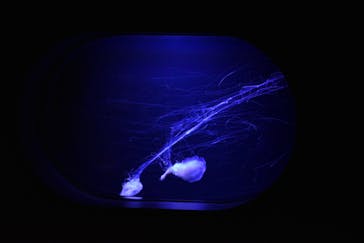 マリンワールド海の中道に投稿された画像（2024/3/13）