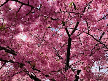 京阪電車に投稿された画像（2024/3/13）