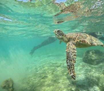 初心者専門宮古島シュノーケリングツアーに投稿された画像（2024/3/14）