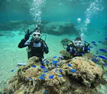 沖縄マリンサービス碧に投稿された画像（2024/3/14）