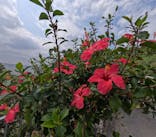 宮古島 ADVENTURE PiPi（ミヤコジマ アドベンチャー ピピ）に投稿された画像（2024/3/14）