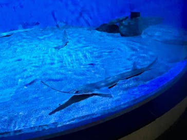 名古屋港水族館に投稿された画像（2024/3/14）