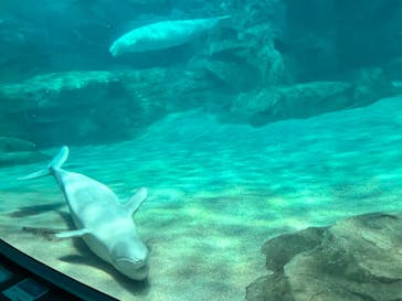 名古屋港水族館に投稿された画像（2024/3/14）