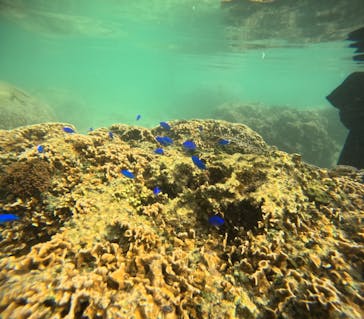 沖縄マリンサービス碧に投稿された画像（2024/3/14）