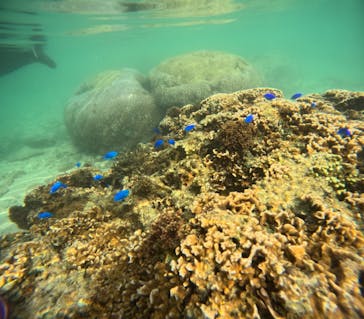 沖縄マリンサービス碧に投稿された画像（2024/3/14）