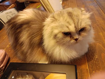 猫カフェモカ　池袋東口店に投稿された画像（2024/3/14）