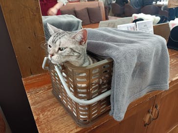 猫カフェモカ　池袋東口店に投稿された画像（2024/3/14）