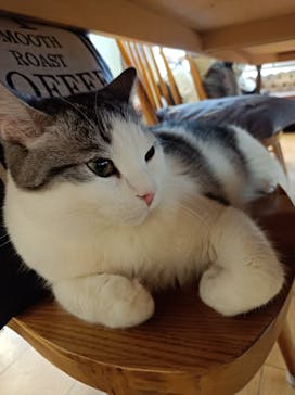 猫カフェモカ　池袋東口店に投稿された画像（2024/3/14）