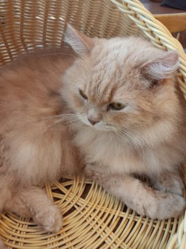 猫カフェモカ　池袋東口店に投稿された画像（2024/3/14）