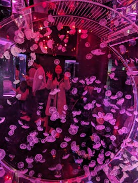 マクセル アクアパーク品川に投稿された画像（2024/3/14）