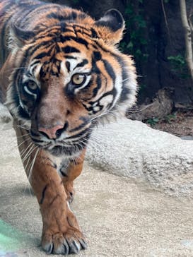 神戸どうぶつ王国に投稿された画像（2024/3/14）