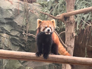 神戸どうぶつ王国に投稿された画像（2024/3/14）