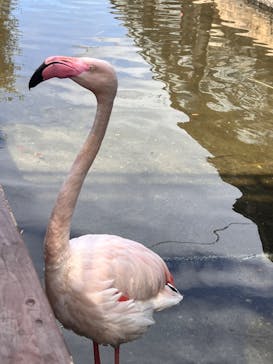 神戸どうぶつ王国に投稿された画像（2024/3/14）