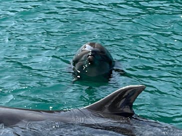 下田海中水族館に投稿された画像（2024/3/14）