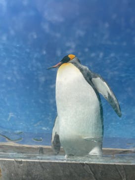 下田海中水族館に投稿された画像（2024/3/14）